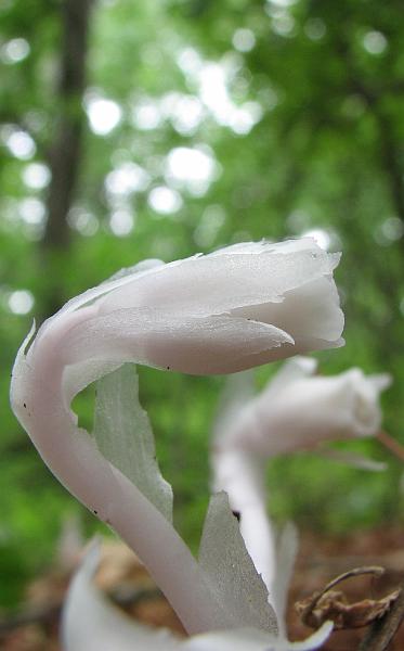2009-06-20_backyard_indian_pipe 058_crop.jpg